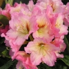 Bangkok - Рододендрон гибридный - Bangkok - Rhododendron hybridum