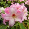 Bangkok - Рододендрон гибридный - Bangkok - Rhododendron hybridum