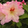 Bangkok - Рододендрон гибридный - Bangkok - Rhododendron hybridum
