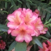 Balalaika  dichroanthum - Рододендрон - Balalaika  dichroanthum - Rhododendron hybridum