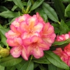 Balalaika  dichroanthum - Рододендрон - Balalaika  dichroanthum - Rhododendron hybridum