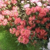 Balalaika  dichroanthum - Рододендрон - Balalaika  dichroanthum - Rhododendron hybridum
