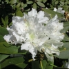 Boule de Neige - Рододендрон гибридный - Boule de Neige - Rhododendron hybridum