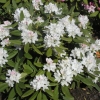 Boule de Neige - Рододендрон гибридный - Boule de Neige - Rhododendron hybridum