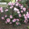 Brigitte -  insigne-hybr. - Rhododendron Hybride - Brigitte -  insigne-hybr. - Rhododendron hybridum