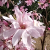 x loebneri 'Leonard Messel' - magnolia Loebnera - Magnolia x loebneri 'Leonard Messel'