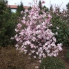 x loebneri 'Leonard Messel' - Loebner Magnolie - Magnolia x loebneri 'Leonard Messel'