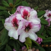 Cassata - Рододендрон гибридный - Cassata - Rhododendron hybridum