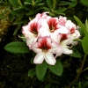Cassata - Рододендрон гибридный - Cassata - Rhododendron hybridum
