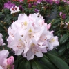 Catawbiense Album - różanecznik wielkokwiatowy - Catawbiense Album - Rhododendron hybridum