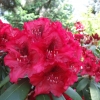 Erato - różanecznik wielkokwiatowy - Erato - Rhododendron hybridum