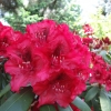 Erato - Rhododendron hybrid - Erato - Rhododendron hybridum