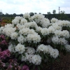 Eskimo - Rhododendron hybrid - Eskimo - Rhododendron hybridum