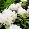 Eskimo - różanecznik wielkokwiatowy - Eskimo - Rhododendron hybridum