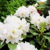 Eskimo - Rhododendron Hybride - Eskimo - Rhododendron hybridum