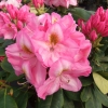 Arkadius fortunei - Рододендрон гибридный - Arkadius fortunei - Rhododendron hybridum