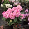 Arkadius fortunei - Рододендрон гибридный - Arkadius fortunei - Rhododendron hybridum