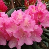 Kalinka - Różanecznik jakuszimański - Kalinka - Rhododendron yakushimanum