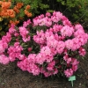 Kalinka - Różanecznik jakuszimański - Kalinka - Rhododendron yakushimanum