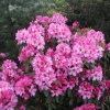 Duke of York - Рододендрон гибридный - Duke of York - Rhododendron hybridum