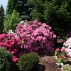 Duke of York - Рододендрон гибридный - Duke of York - Rhododendron hybridum