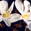 x loebneri 'Snowdrift' - Loebner's magnolia - Magnolia x loebneri 'Snowdrift'