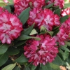 Ann Lindsay - Rhododendron Hybride - Ann Lindsay - Rhododendron hybridum