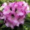 Dominik - Рододендрон гибридный - Dominik - Rhododendron hybridum