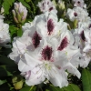 Calsap - różanecznik wielkokwiatowy - Calsap - Rhododendron hybridum