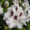 Calsap - Rhododendron Hybride - Calsap - Rhododendron hybridum