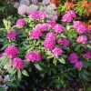 Catharine van Tol - różanecznik wielkokwiatowy - Catharine van Tol - Rhododendron hybridum