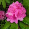 Catharine van Tol - różanecznik wielkokwiatowy - Catharine van Tol - Rhododendron hybridum