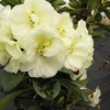 Creamy Chiffon - Рододендрон гибридный - Creamy Chiffon - Rhododendron hybridum