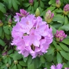 Catawbiense Grandiflorum - Rhododendron - Catawbiense Grandiflorum - Rhododendron