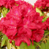 Francesca - Rhododendron Hybride - Francesca - Rhododendron hybridum