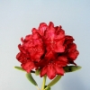 Francesca - Rhododendron hybrid - Francesca - Rhododendron hybridum