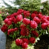 Francesca - Rhododendron Hybride - Francesca - Rhododendron hybridum