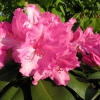 Germania - Rhododendron hybrid - Germania - Rhododendron hybridum