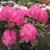 Germania - Rhododendron hybrid - Germania - Rhododendron hybridum