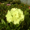 Goldkrone - wardii hybr. - Rhododendron hybrid - Goldkrone - wardii hybr. - Rhododendron hybridum