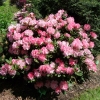 Gunborg - Rhododendron yakushimanum - Gunborg - Rhododendron yakushimanum
