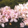 Gomer Waterer - Rhododendron Hybride - Gomer Waterer - Rhododendron hybridum