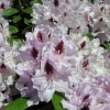 Humboldt - Rhododendron hybrid - Humboldt - Rhododendron hybridum
