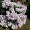 Humboldt - Rhododendron hybrid - Humboldt - Rhododendron hybridum