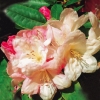 Lachsgold - Rhododendron hybrid - Lachsgold - Rhododendron hybridum
