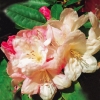 Lachsgold - różanecznik wielkokwiatowy - Lachsgold - Rhododendron hybridum