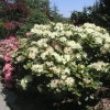 Lachsgold - Rhododendron hybrid - Lachsgold - Rhododendron hybridum