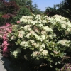 Lachsgold - Rhododendron Hybride - Lachsgold - Rhododendron hybridum