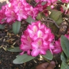 Lausitz - Рододендрон гибридный - Lausitz - Rhododendron hybridum