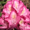 Lausitz - Рододендрон гибридный - Lausitz - Rhododendron hybridum